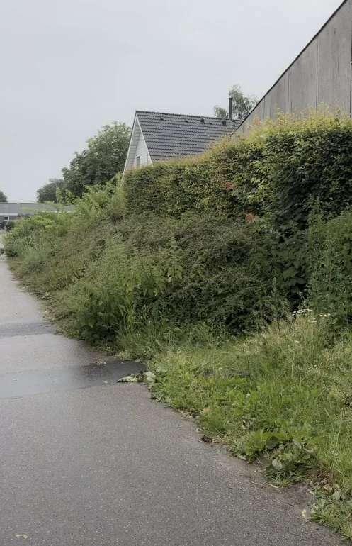 Skraent-ved-sti-foer-med-ukrudt-og-hoej-uklippet-haek