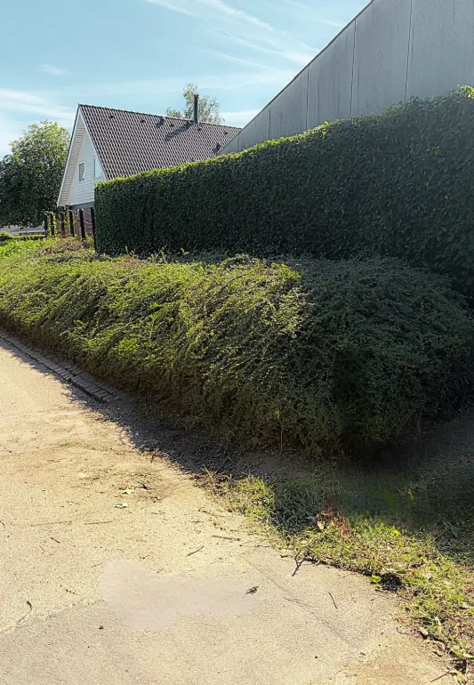 Skraent-ved-sti-efter-med-klippet-haek-og-ryddet-kant